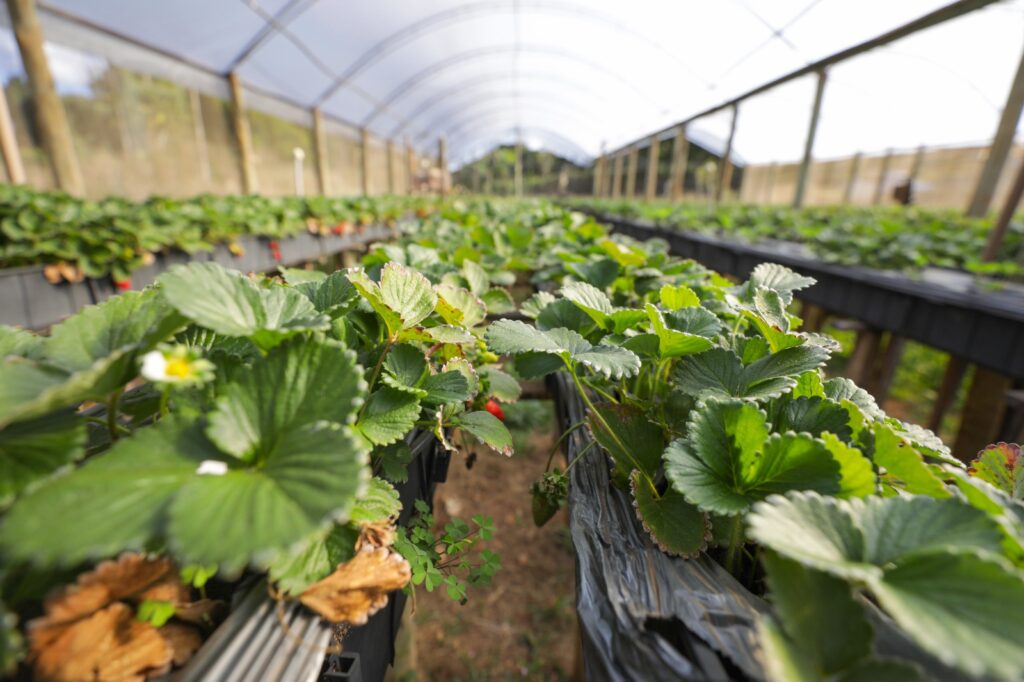 Boletim do Comércio Exterior do Distrito Federal mostra aumento nas transações internacionais em 2025