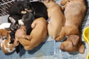 Polícia identifica venda ilegal de mais de 100 animais na Feira da Lua, em Goiânia