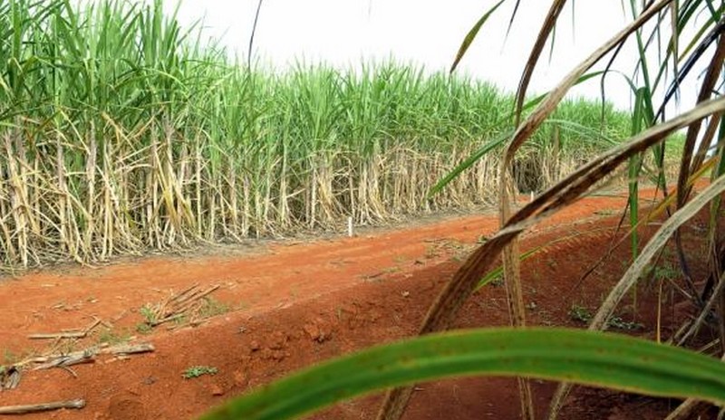Safra de cana no centro-sul do Brasil deve crescer 4% em meio a tensões