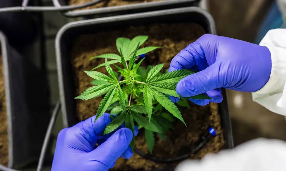 TRF4 invalida autorização para associação cultivar cannabis em SC
