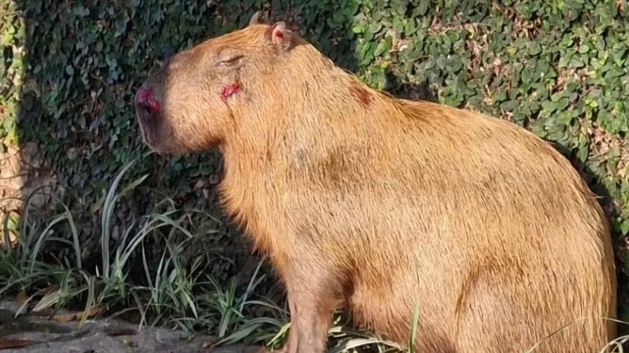 Ibama multa em R$ 20 mil acusados de espancar capivara