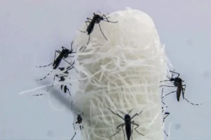 Goiás investiga primeira morte por suspeita de chikungunya