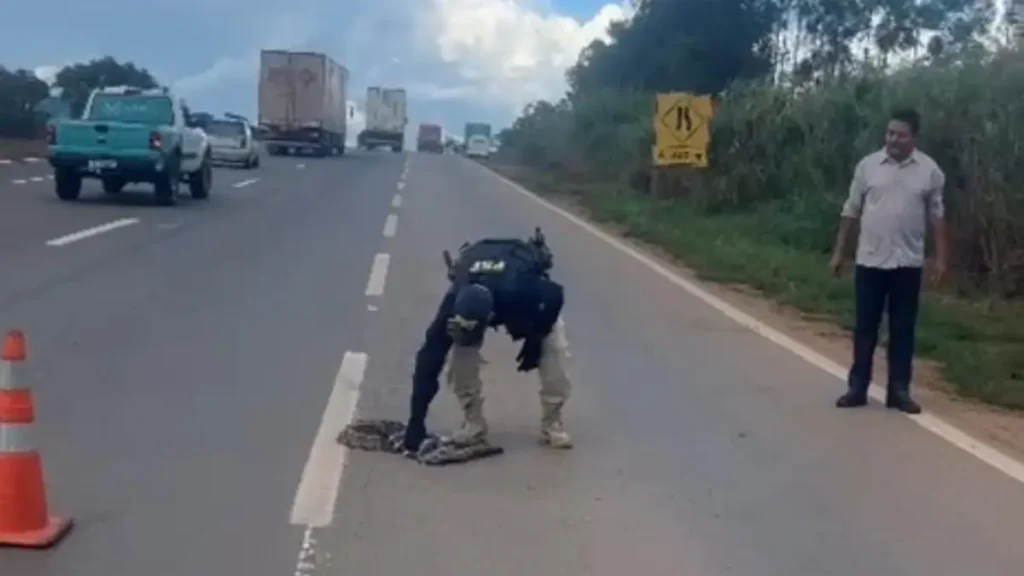 PRF retirando jiboia de rodovia para evitar acidente em Goiás - (Foto: reprodução/PRF)
