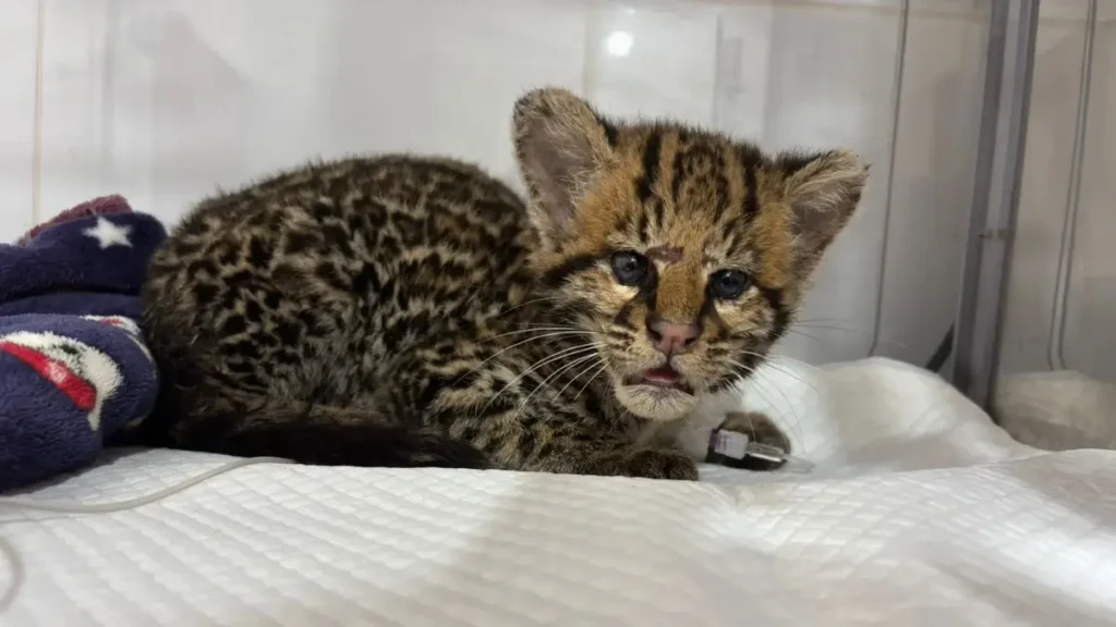Filhote de jaguatirica resgatada - (Foto: reprodução/Cetas)