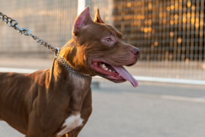 Menina de 4 anos é atacada pela segunda vez por pitbull do tio em Goiás