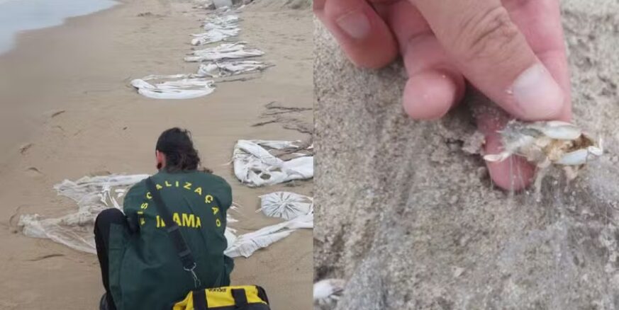 Ibama multa governo do Paraná em R$ 2,5 milhões por poluição no litoral