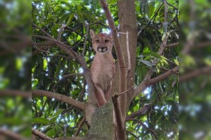Onça-parda morre horas depois de ser resgatada em chácara, no Entorno