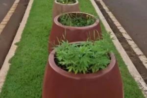 Pés de maconha são encontrados em canteiro central de avenida em Jataí