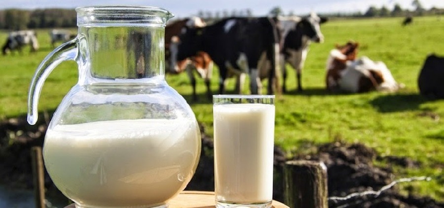 Câmara aprova projeto que proíbe uso de ‘leite’ e ‘carne’ para produtos de origem vegetal