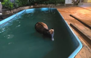 Bombeiros resgatam vaca que caiu dentro de piscina em Goianira