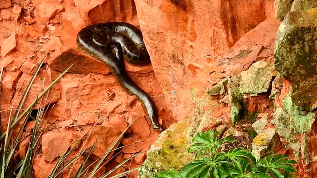 Sucuri gigante isolada em buraco no Centro-Oeste do Brasil; vídeo