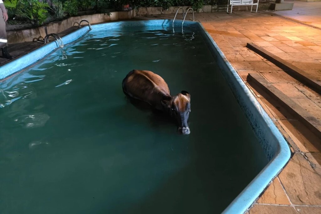 vaca cai em piscina e é resgatada por bombeiros