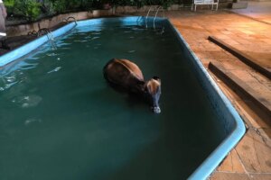 vaca cai em piscina e é resgatada por bombeiros