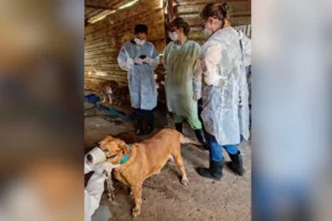 Juíza nega interdição do ‘Lar dos Animais’ em Goiânia e ordena novo cronograma