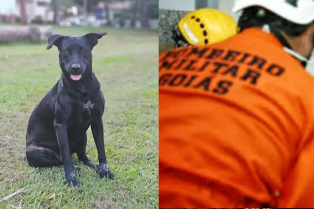 manifestantes vão até os bombeiros