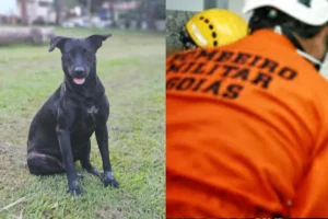 manifestantes vão até os bombeiros