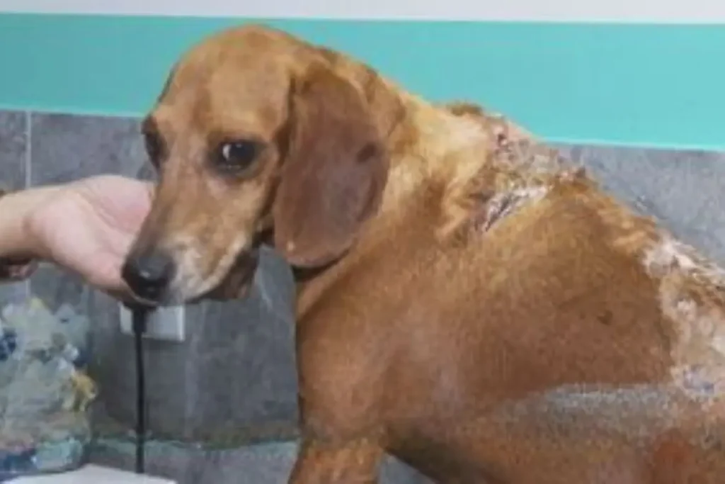 MP-GO avalia não fazer acordo