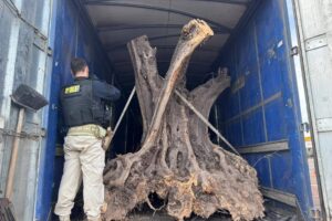 Motorista é preso no Paraná com oliveiras centenárias contrabandeadas da Argentina