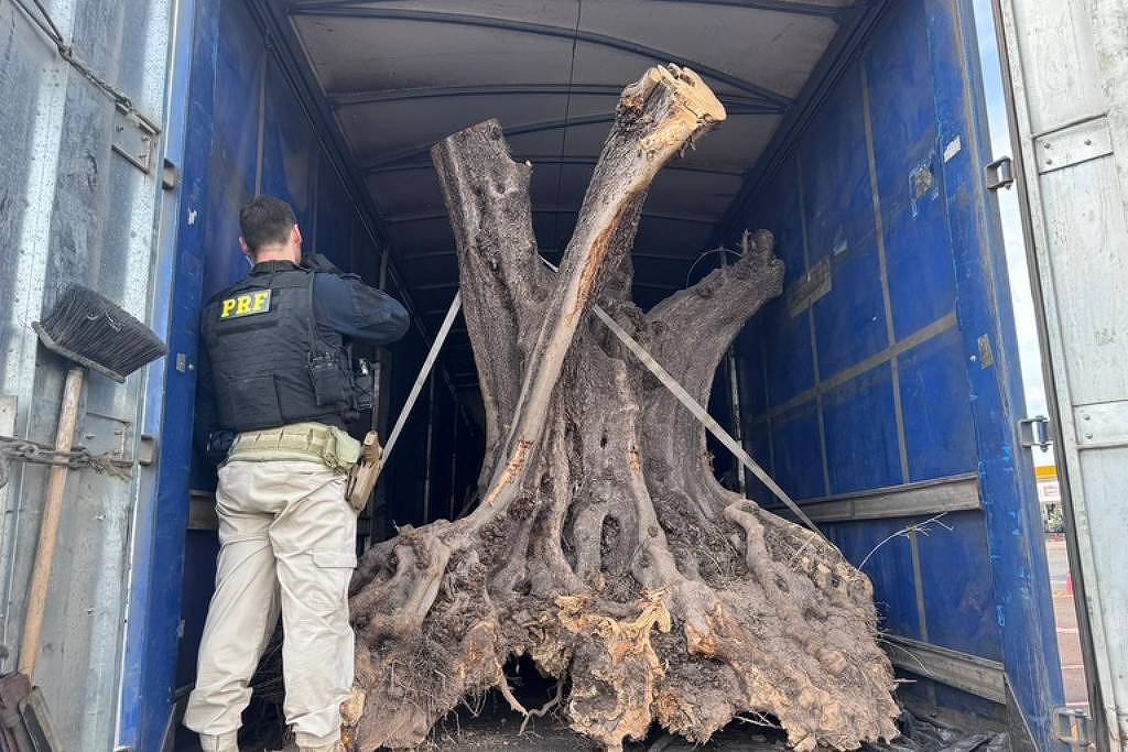 Motorista é preso no Paraná com oliveiras centenárias contrabandeadas da Argentina