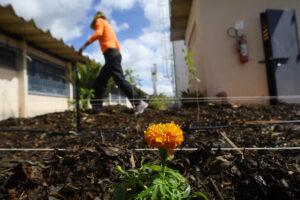 Hortos agroflorestais medicinais chegam ao sistema prisional do DF