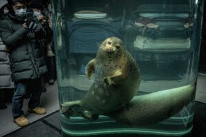 Funcionário diz ter incinerado corpo da mulher em zoológico no Japão