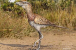 Brasileiros encontram espécie mais recente das ‘aves do terror’