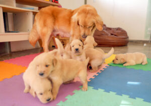 Filhotes de golden retriever iniciam treinamento para cão-guia no DF