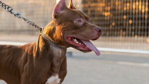 Criança de 9 anos é atacada por pitbull na zona rural de Campos Belos Goiás Menina foi socorrida e encaminhada ao hospital