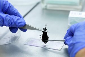 Doença de Chagas ainda preocupa e registra mais de mil casos no DF