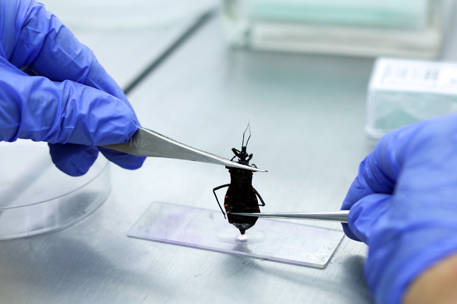 Doença de Chagas ainda preocupa e registra mais de mil casos no DF