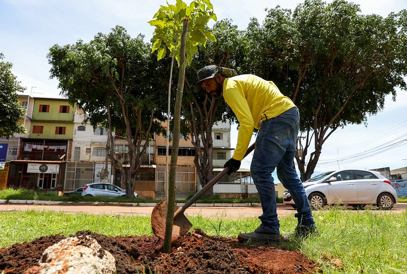 Ação 'Dia de Plantar uma Muda Nativa do Cerrado' visa 150 mil mudas até 2030