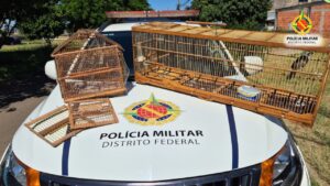 PM apreende ave silvestre mantida em cativeiro irregular no Recanto das Emas