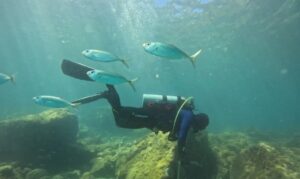 Projeto Costão Rochoso monitora biodiversidade marinha no RJ