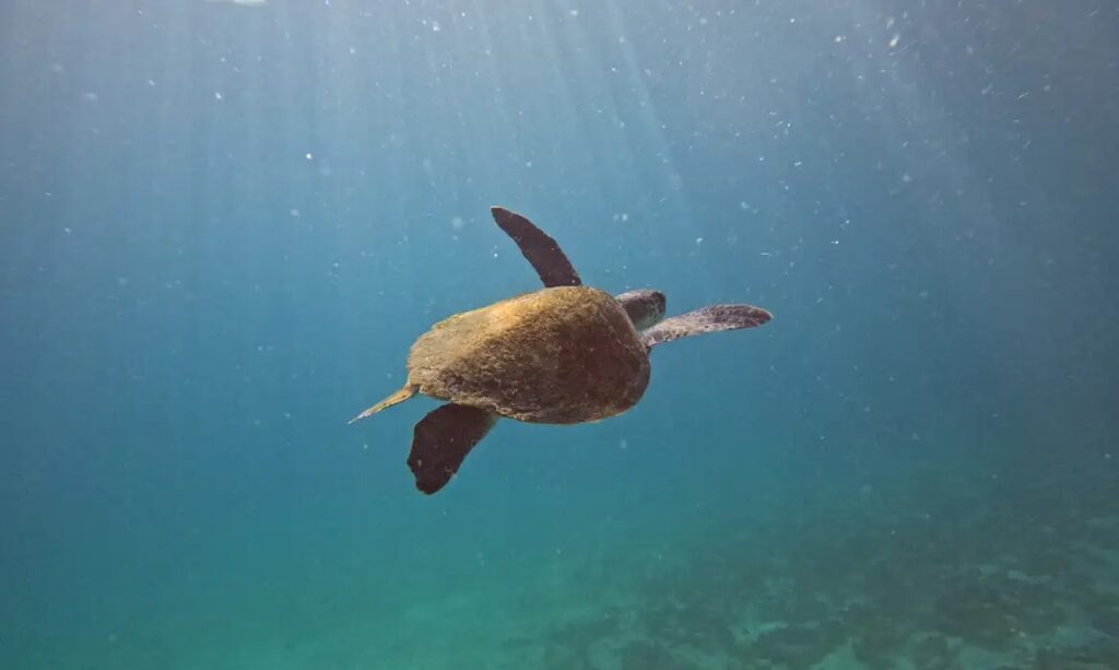 Projeto investiga origem de tartarugas marinhas em Arraial do Cabo