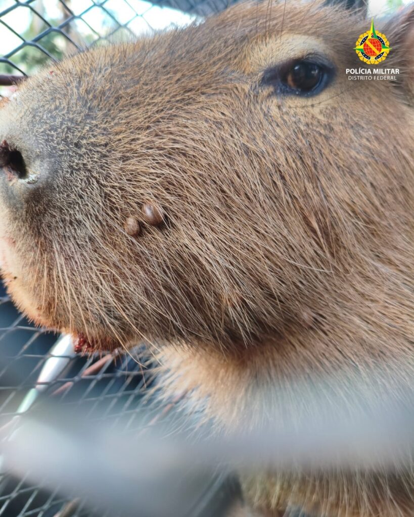 Capivara é resgatada em estacionamento no Guará e devolvida à natureza
