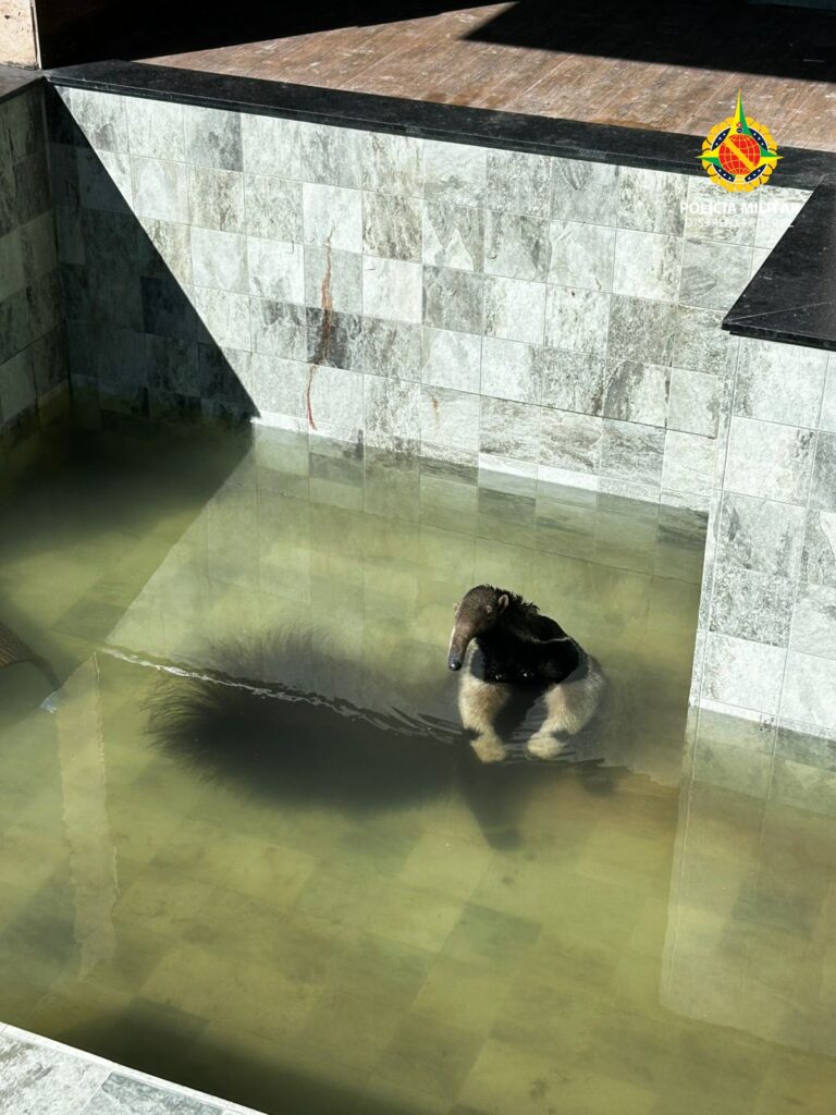 Sextou: tamanduá-bandeira é resgatado dentro de uma piscina em residência no Jardim Botânico