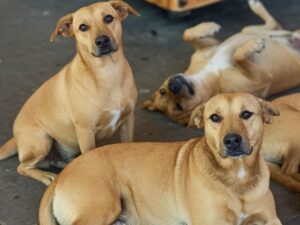México classifica vira-lata caramelo como raça oficial do país