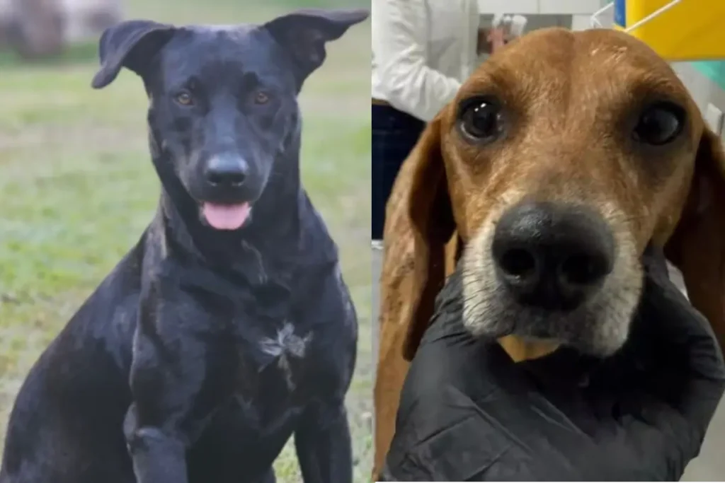 “Por Brutos, Johnny e outros”: Protetores fazem manifestação por justiça contra maus-tratos animais