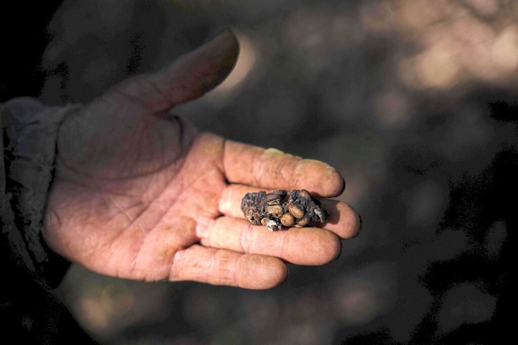 Quilo de café exótico extraído de fezes de pássaro é vendido por R$ 1.530