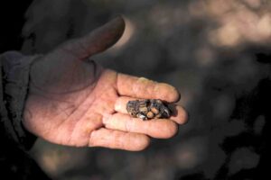 Quilo de café exótico extraído de fezes de pássaro é vendido por R$ 1.530