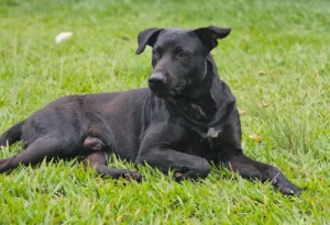 Vizinhos contestam bombeiros e dizem que 'Brutus', cão morto por bombeiros, não tinha nada de bruto