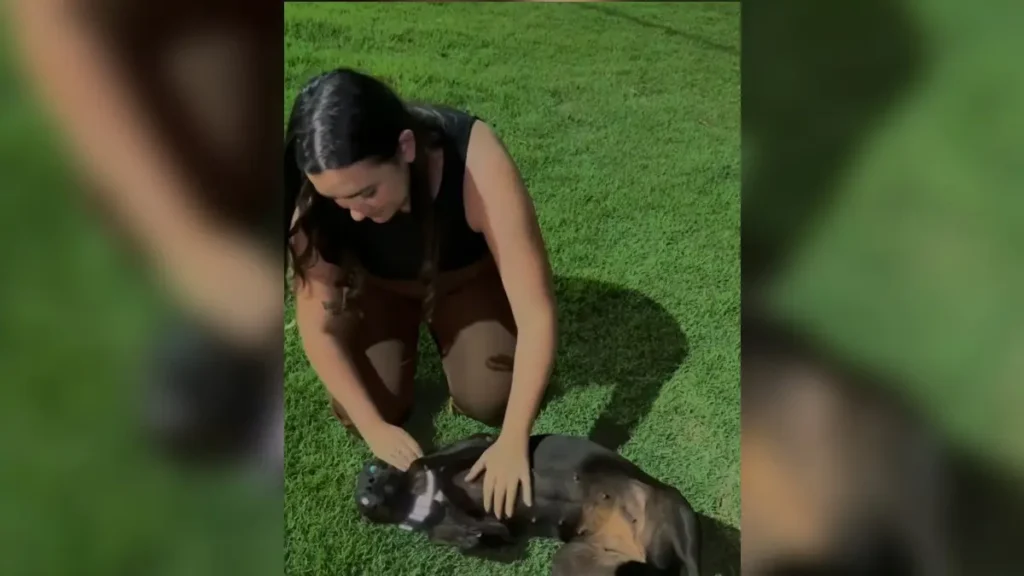 Estudante de Veterinária surda cria coleiras refletivas para cães de rua em Rio Verde