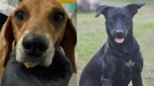 Cachorros Jhonny e Negão - (Foto: reprodução)