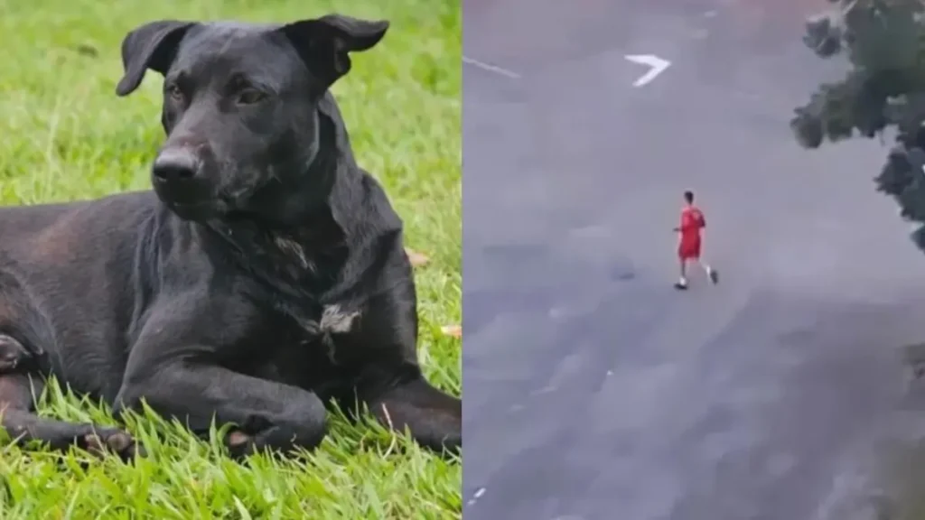 Bombeiro matou cachorro durante corrida - (Foto: reprodução)
