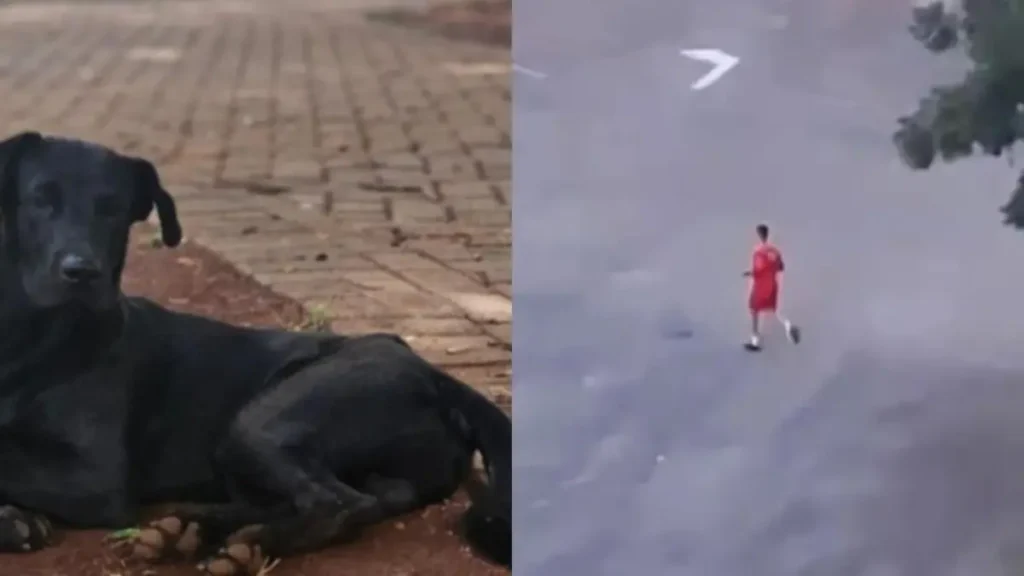 Cachorro comunitário Brutus - (Foto: reprodução)