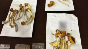 Cogumelos mágicos apreendidos com filho de advogado - (Foto: reprodução/PC)