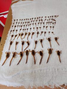 Chegaram até 4º andar: 109 escorpiões são achados no mesmo condomínio em SC