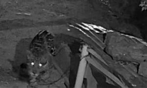 Onça-pintada invade casa em Corumbá (MS) e mata cadela