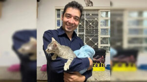 Homem condenado a 9 anos por maus-tratos a 17 gatos em Brasília