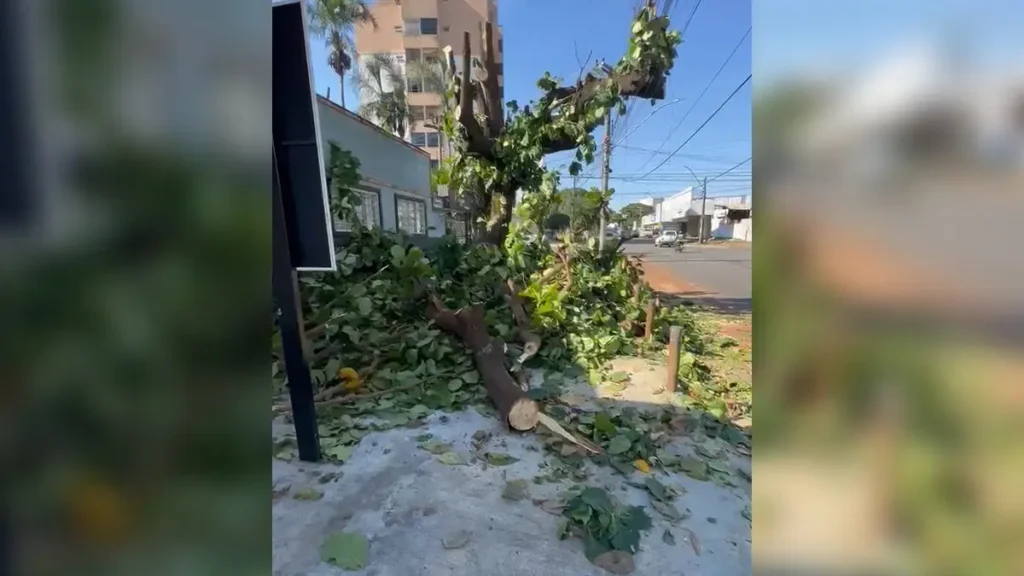 Árvore sete-copas gera reclamações de comerciantes em Goiânia: